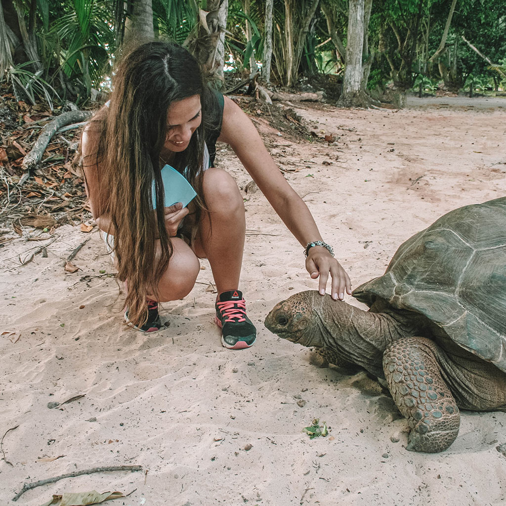 seychelles tortoise 1