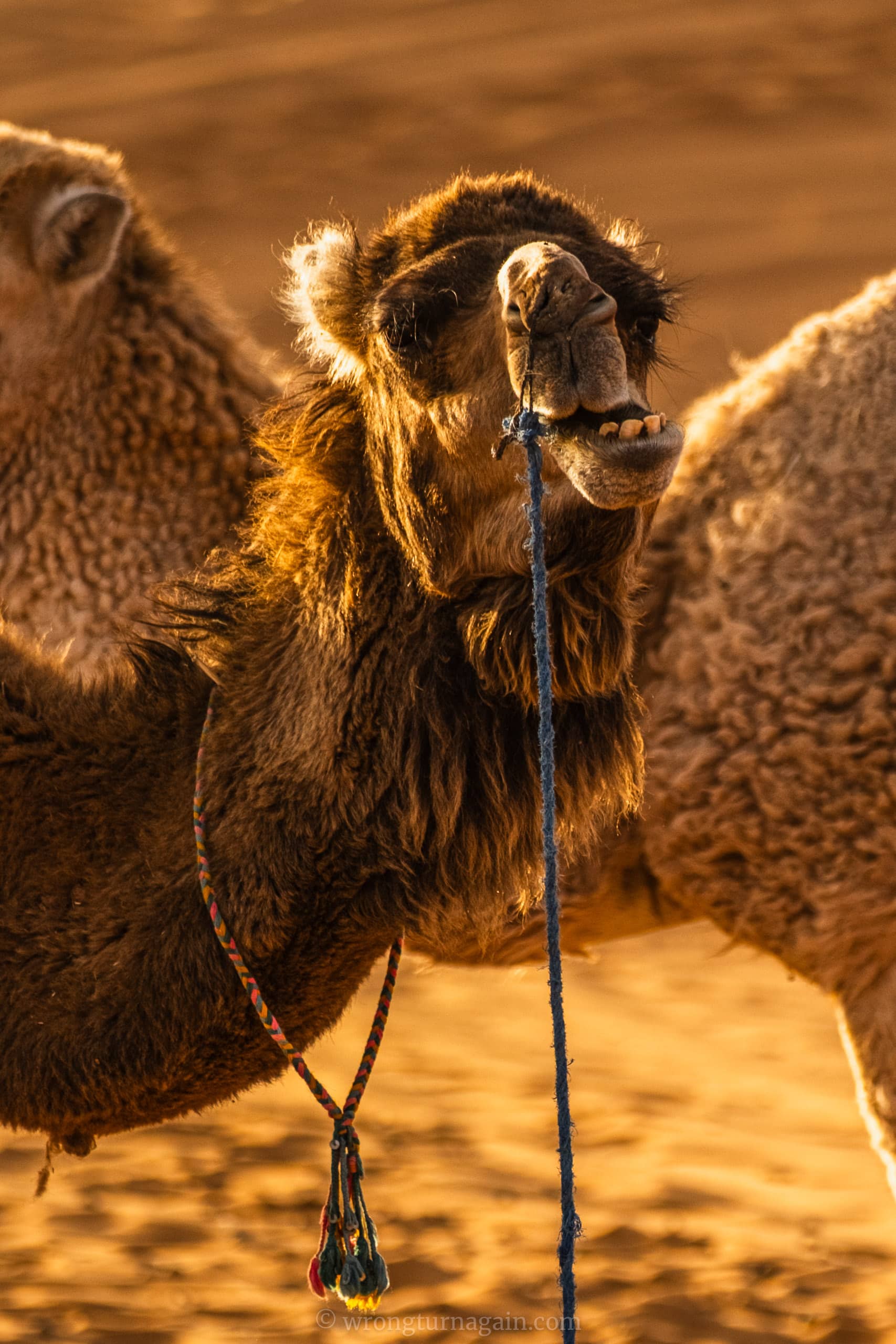 guide to merzuga sahara desert diy