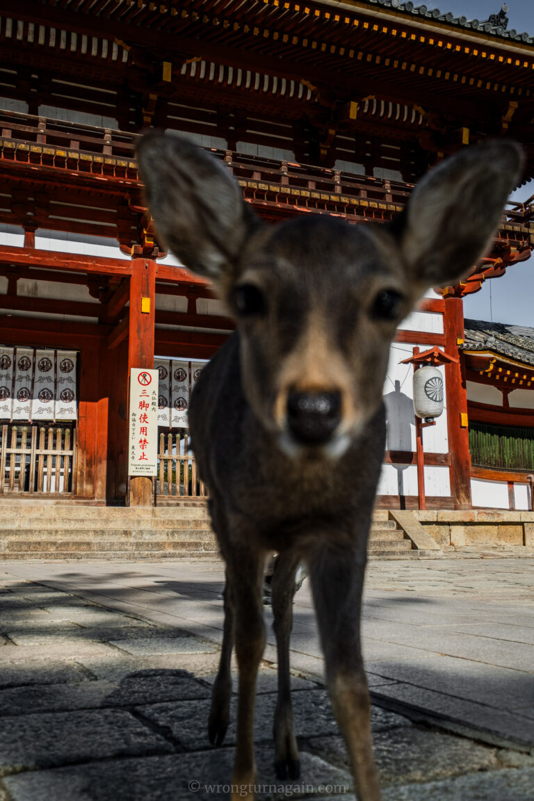 deer park japan nara