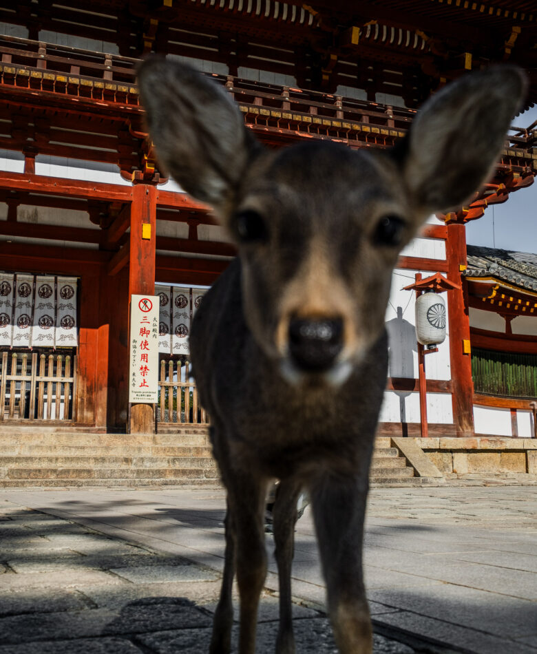 deer park japan nara
