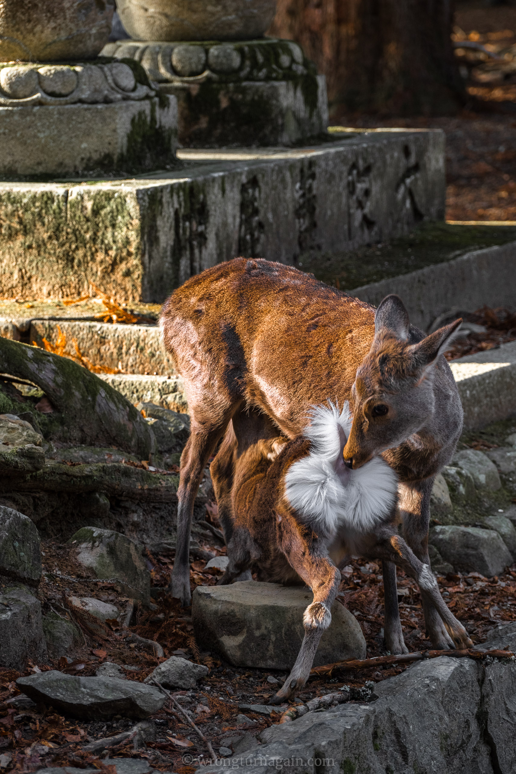 nara japan