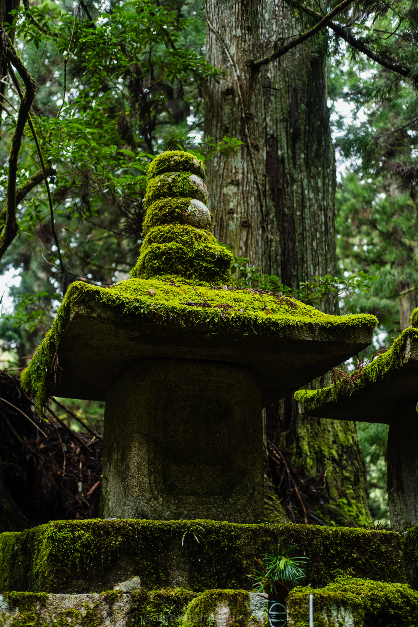 things to do in koyasan