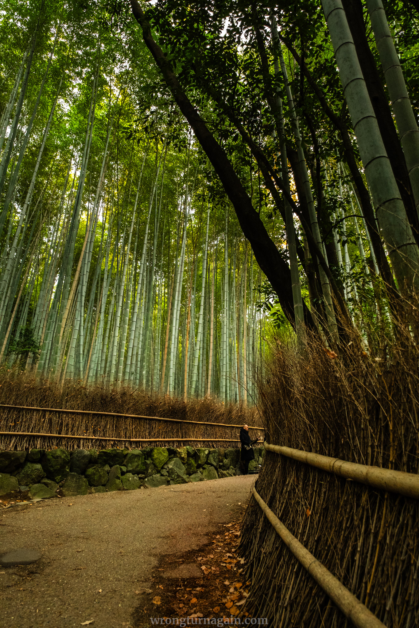 10 Best Things to Do in Kyoto: The Ultimate First-Timer’s Guide 82 arashiyama bamboo forest