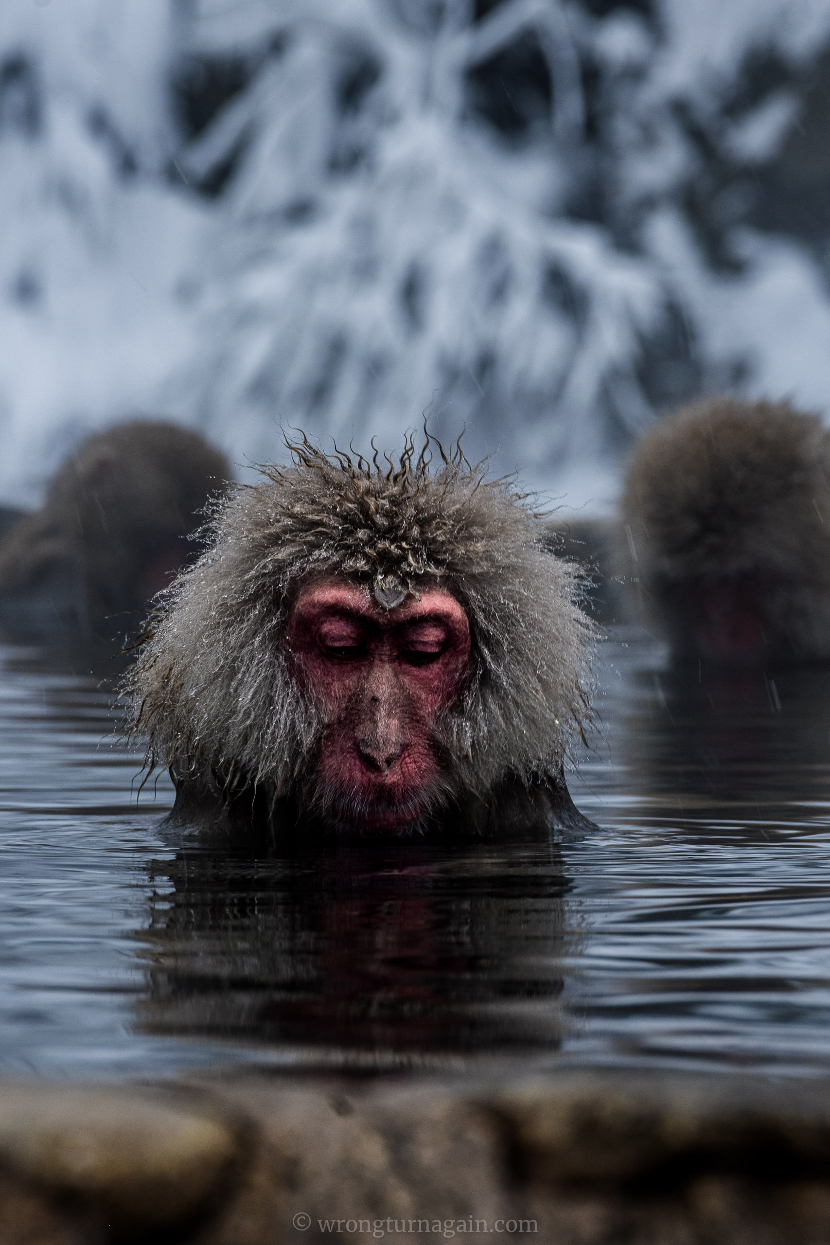 jigokudani snow monkey park