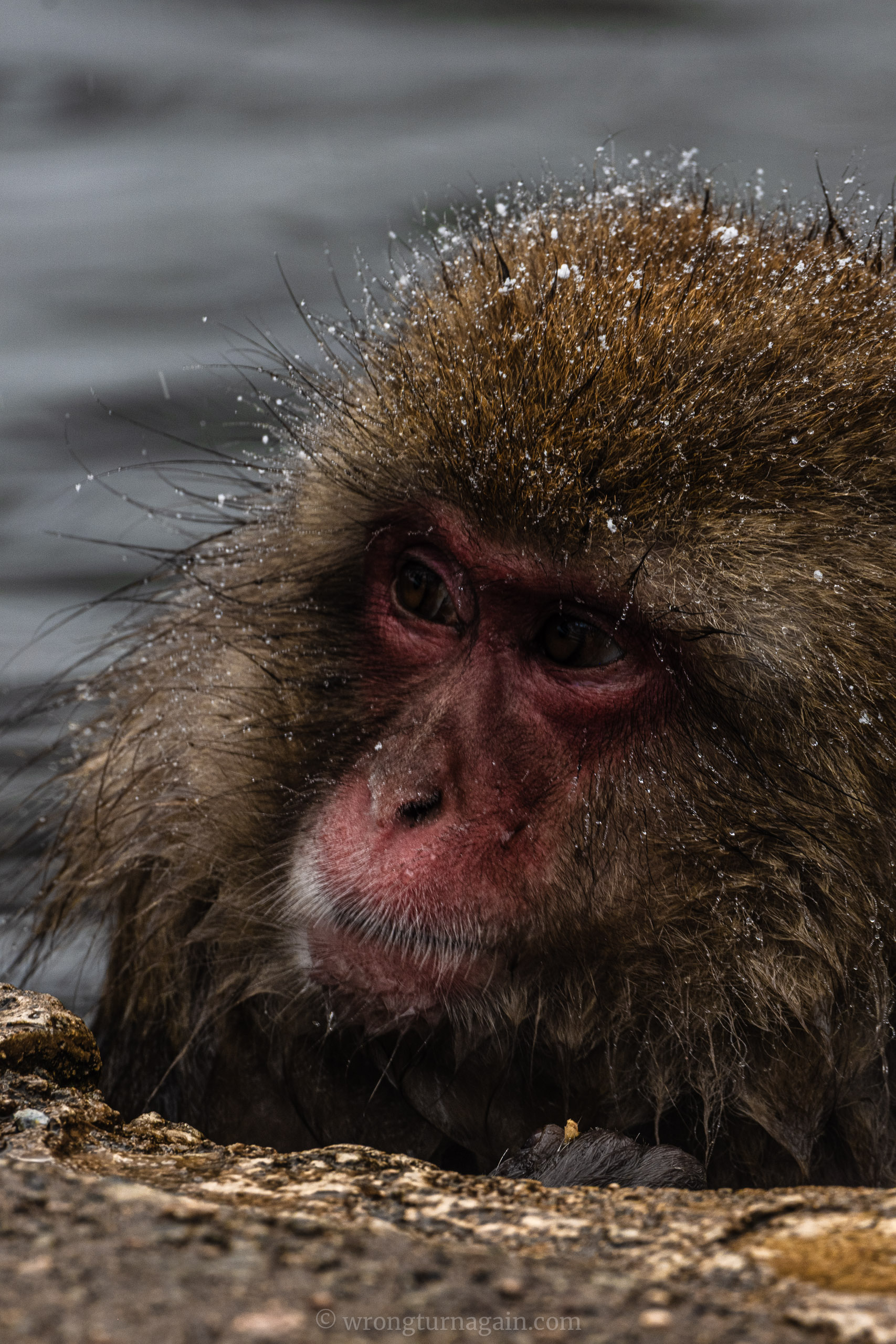 jigokudani snow monkey park