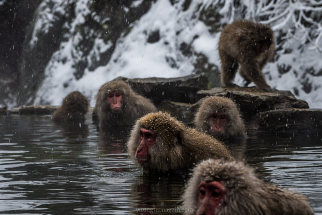 jigokudani snow monkey park