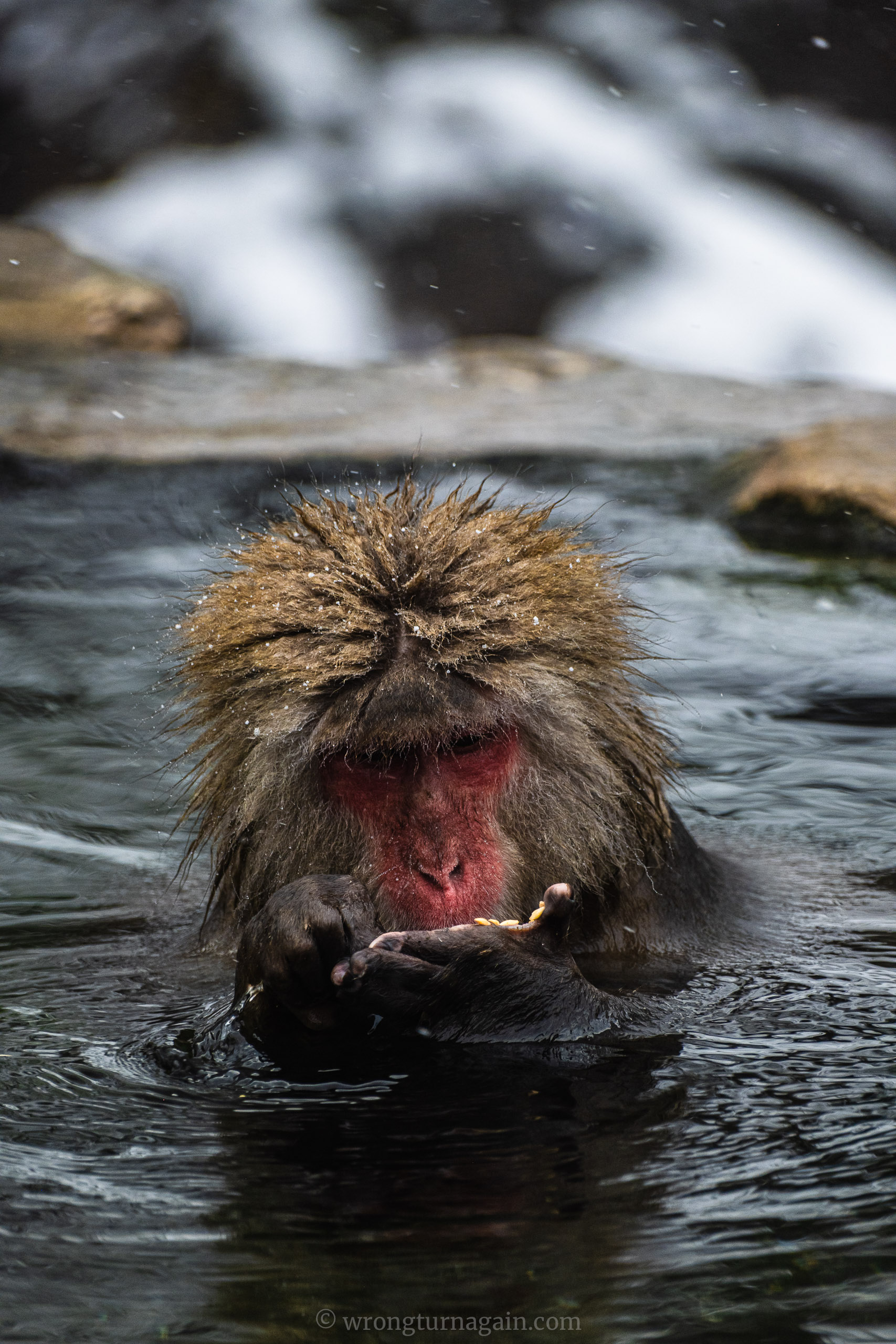 jigokudani snow monkey park