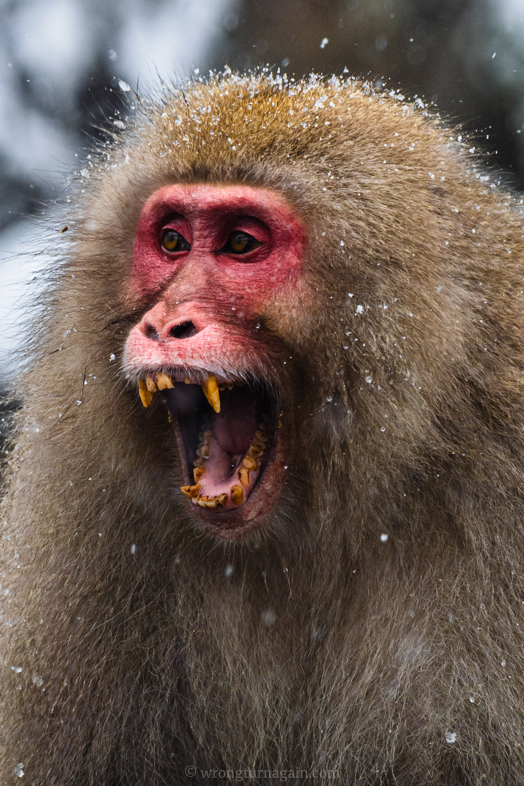 snow monkey japan