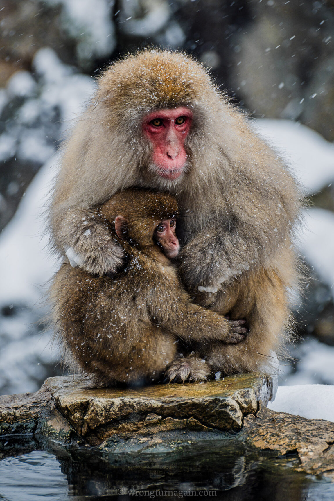 Snow Monkey Park Japan