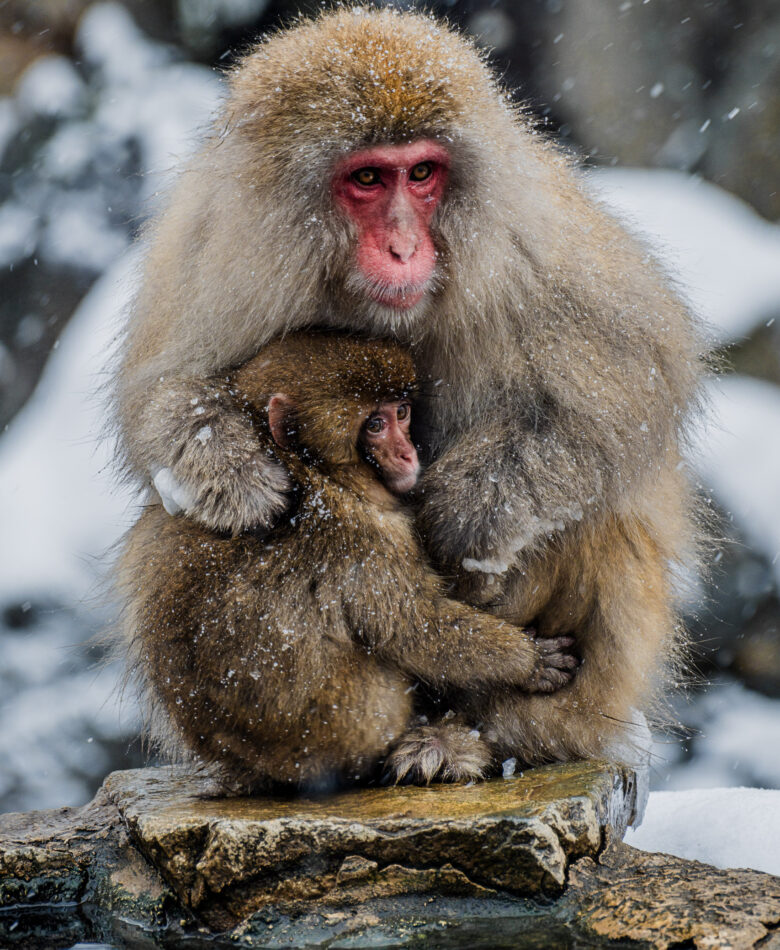 Snow Monkey Park Japan