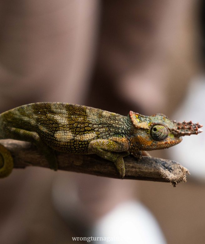 Colorful chameleon perched on branch