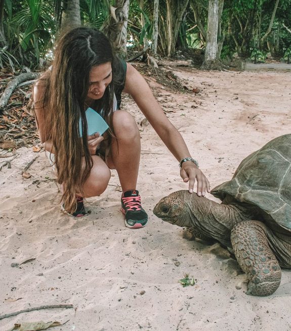 seychelles-tortoise